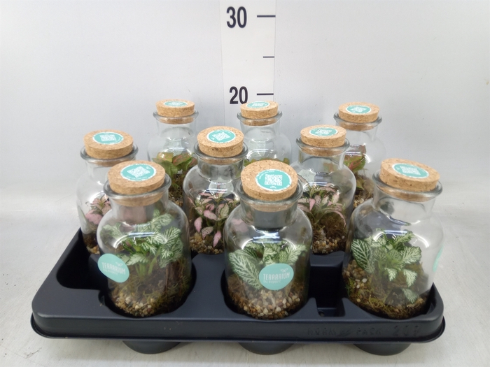 <h4>Arr.   Planten L%</h4>