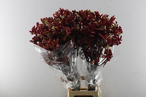 <h4>Anigoz Early Spring (grof)90</h4>