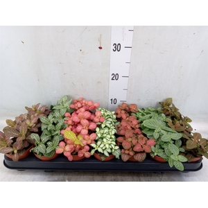 Fittonia   ...mix 7
