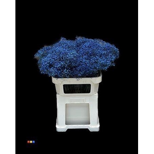 Gyps Million Star Blue