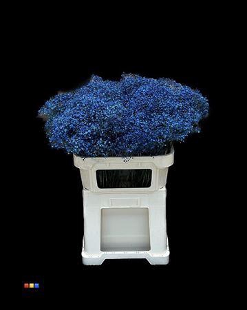 <h4>Gyps Million Star Blue</h4>