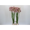 Allium Rosy Bells
