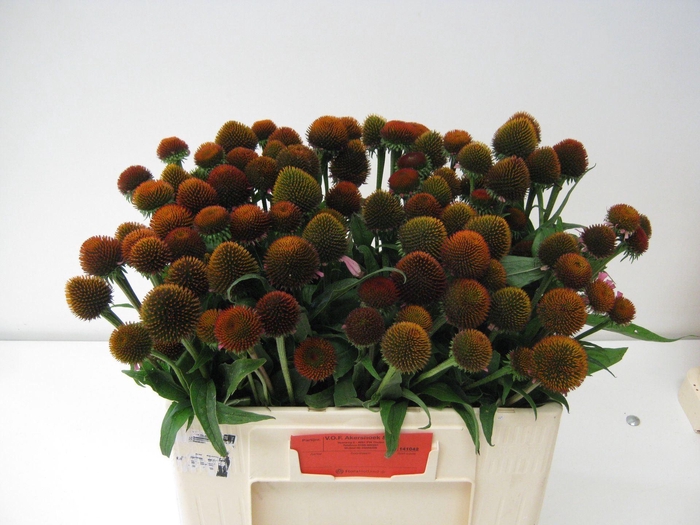 <h4>ECHINACEA PURP. 'LEUCHTSTERN'</h4>