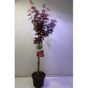 arr8 Acer Palmatum Rood