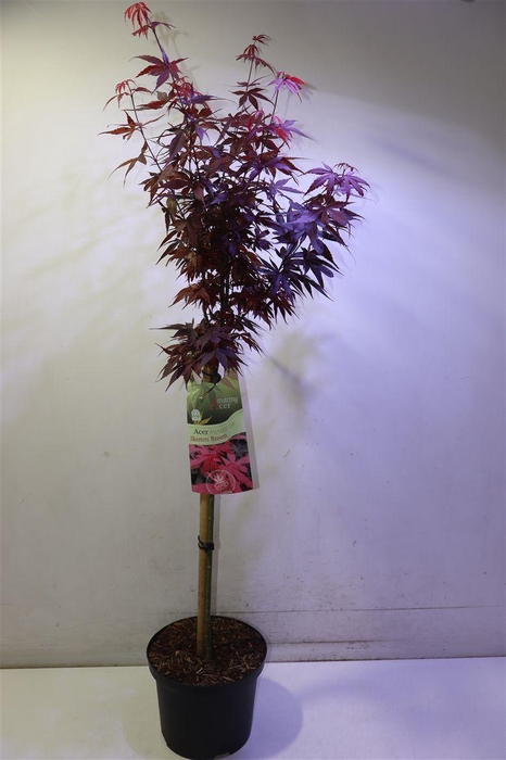 arr8 Acer Palmatum Rood