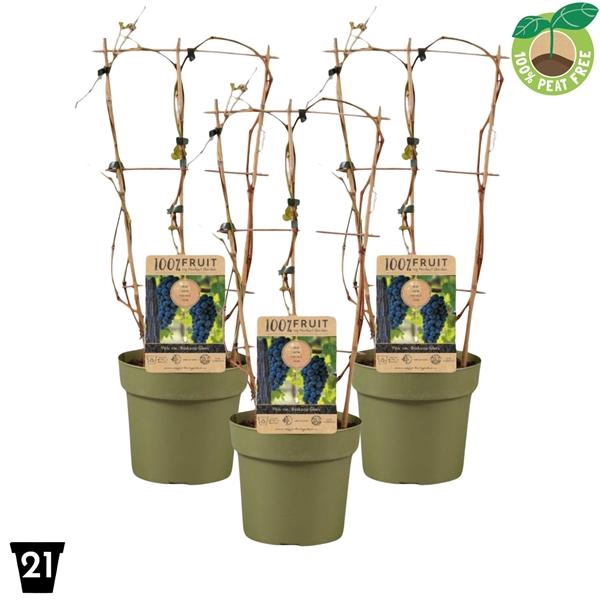 <h4>Vitis Boskoop Glory 100% Fruits palisser</h4>