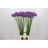 Allium Gladiator