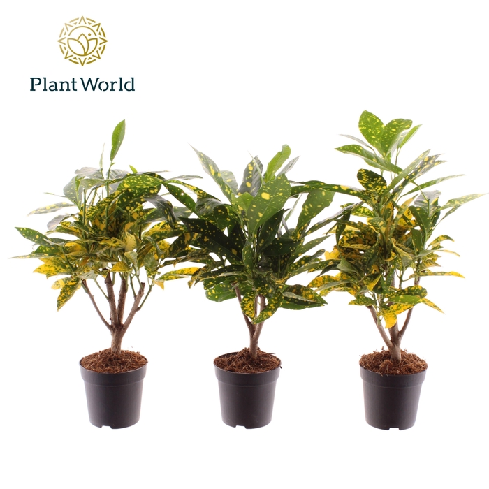 <h4>Croton Gold Dust stam 7 cm</h4>