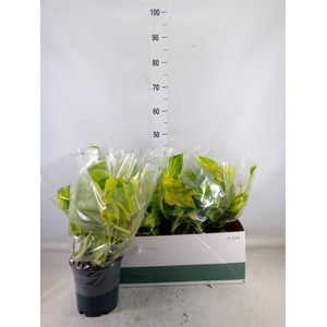 Epipremnum pinn. 'Aureum'
