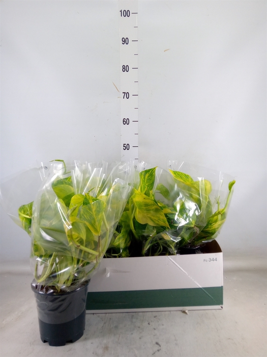 <h4>Epipremnum pinn. 'Aureum'</h4>