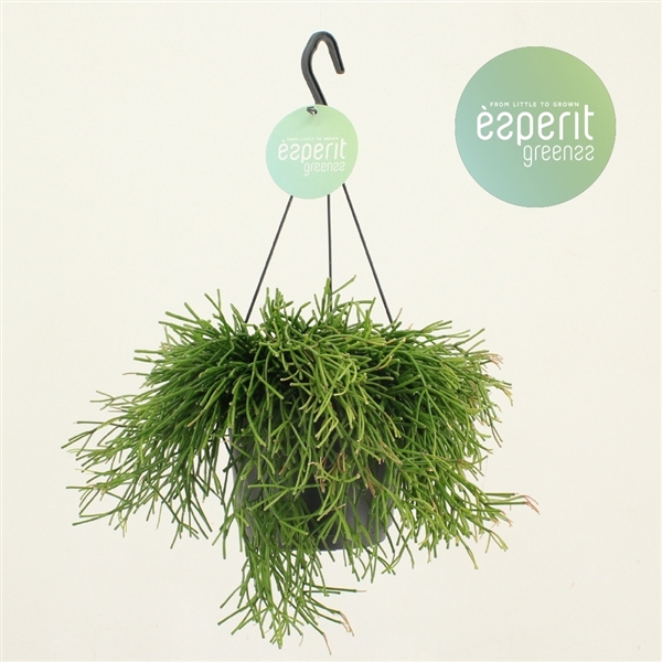 <h4>Rhipsalis Clavata hangpot</h4>