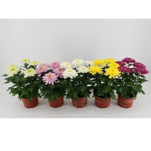 Chrysanthemum Indicum Zembla mix