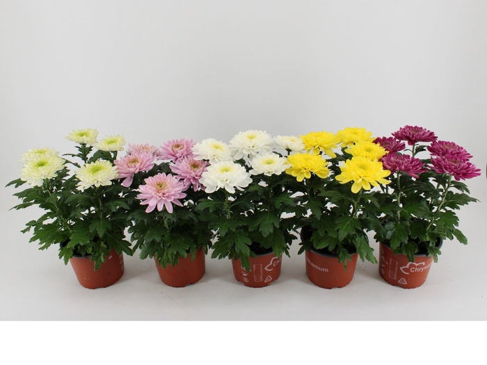 <h4>Chrysanthemum Indicum Zembla mix</h4>
