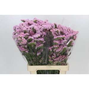Limonium Sinuatum Barbie Wings