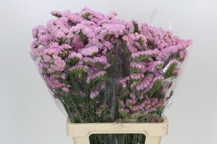 Limonium Sinuatum Barbie Wings