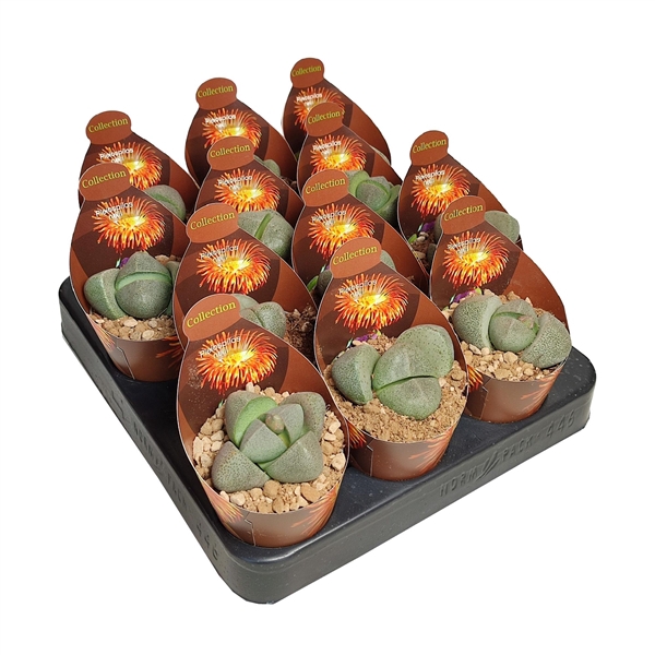 <h4>PLEIOSPILOS NELII - POT Ø 6,5 - COLLECTION WITH POTCOVER (SUCCULENTEN)</h4>