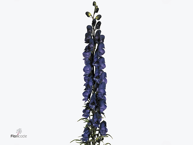 Aconitum Pyramidales Blue