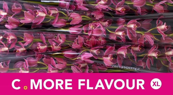 <h4>CYMB T BRYCE</h4>