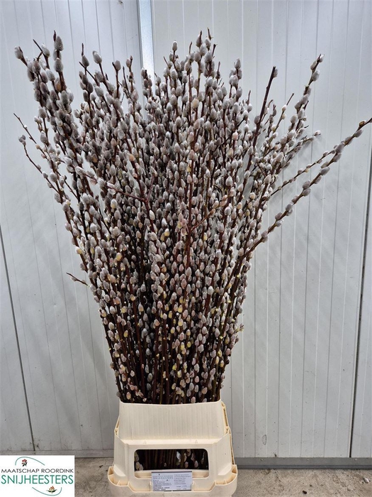 <h4>Salix Magical Silver</h4>