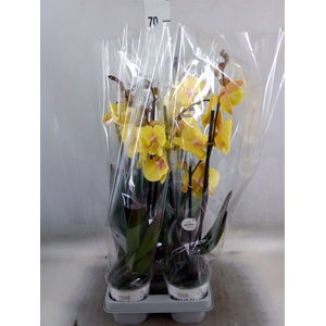 Phalaenopsis   ...yellow
