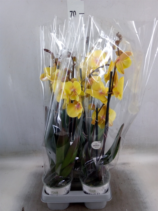 <h4>Phalaenopsis   ...yellow</h4>