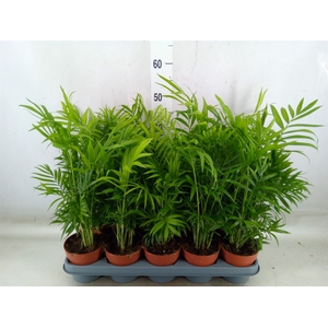 Chamaedorea elegans