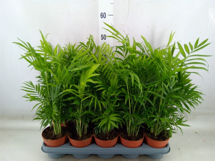 <h4>Chamaedorea elegans</h4>