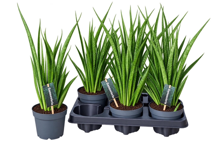 <h4>Sansev Kirki Friends</h4>