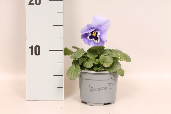 <h4>Viola wittrockiana F1 Marina</h4>