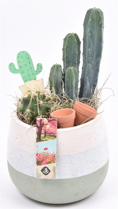 <h4>Keramiek pot wit/gr 14-15cm</h4>