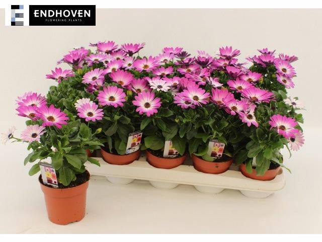 <h4>OSTEO DAL FELICIA</h4>