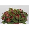 Protea Robijn