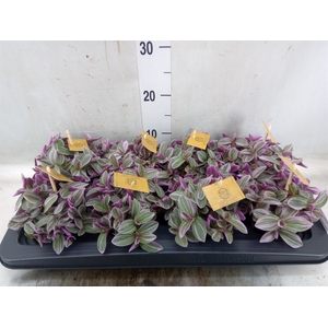 Tradescantia cerinth. 'Sweetness'