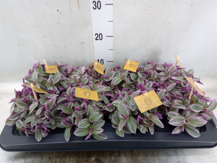 <h4>Tradescantia cerinth. 'Sweetness'</h4>