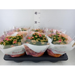 Kalanchoe blos. 'RosDon Nando'