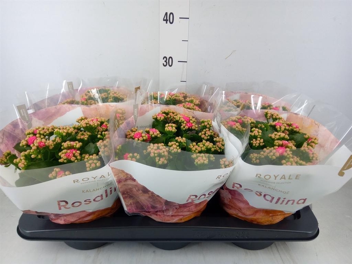 <h4>Kalanchoe blos. 'RosDon Nando'</h4>