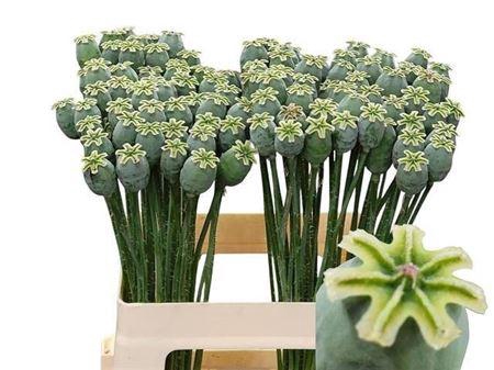 <h4>Papaver Som Zd</h4>