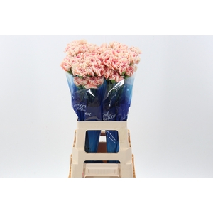 Di St Happy Hoshi hi