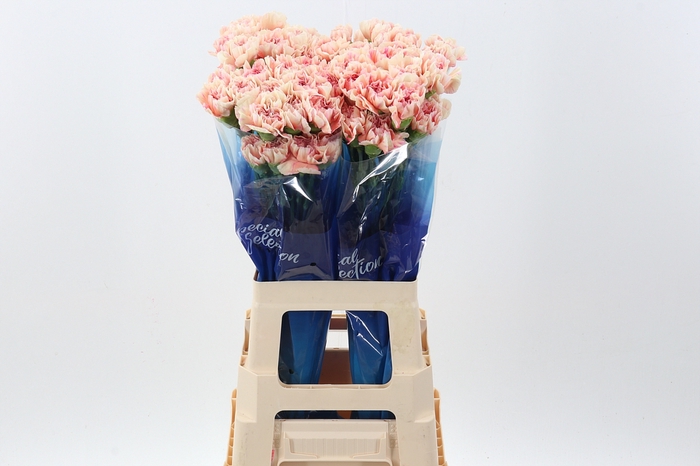 <h4>Di St Happy Hoshi hi</h4>