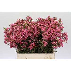 Chamelaucium Sarah's Delight