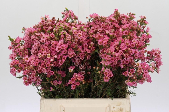 Chamelaucium Sarah's Delight