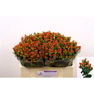 Hyp Tomato Flair