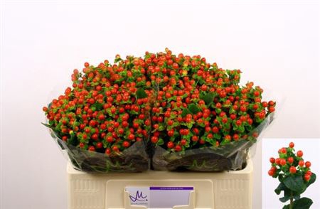 Hyp Tomato Flair