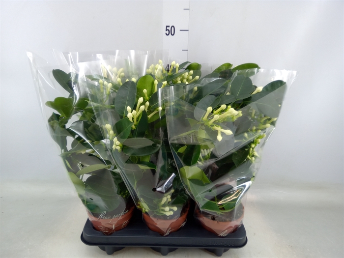 <h4>Stephanotis floribunda   ...</h4>