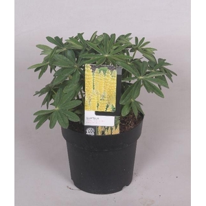 Lupinus 'West Country' Dessert Sun - 23 cm