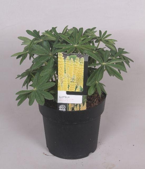 <h4>Lupinus 'West Country' Dessert Sun - 23 cm</h4>