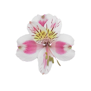 ALSTROEMERIA REBECCA 080 CM