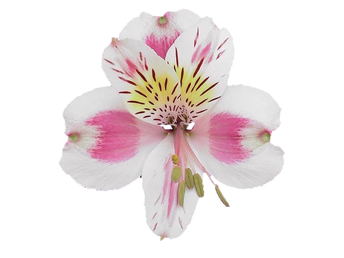 <h4>ALSTROEMERIA REBECCA 080 CM</h4>