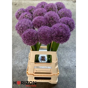 ALLIUM GROOTBLOEMIG