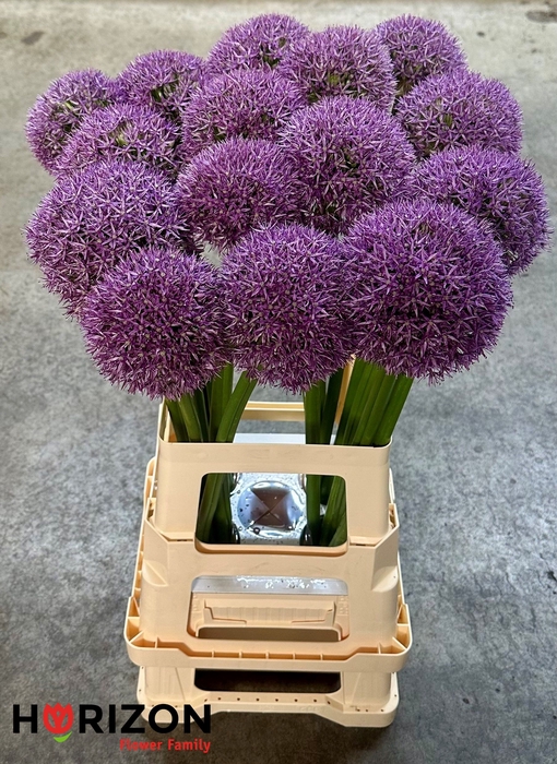 <h4>ALLIUM GROOTBLOEMIG</h4>
